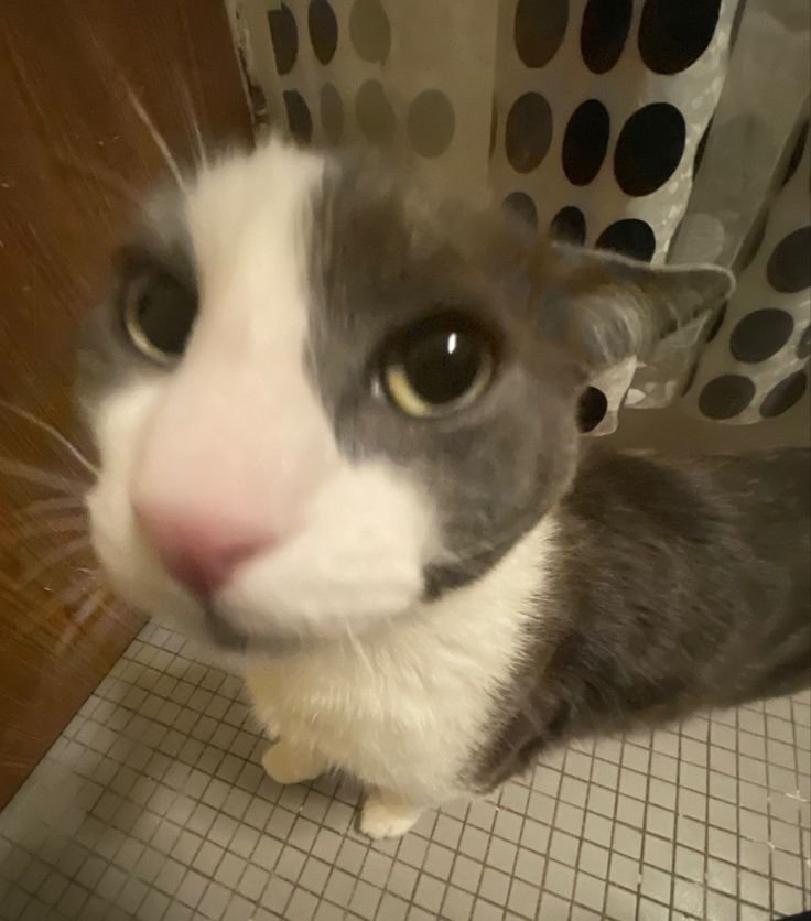 ROKSFPARK's tweet photo. Is this soggy cat?
Where is the sog?
When will he sog?
How will he get sog? https://t.co/mXTFjpoaOK