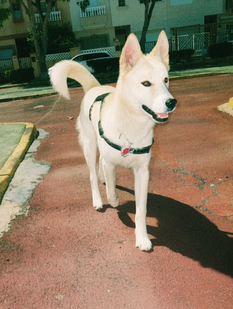 heroesde4patas's tweet photo. 🐶 MILO BUSCA FAMILIA 🏡

📅 Nacido el 11/10/2025, Milo necesita un nuevo hogar porque su dueño se ha ido a vivir fuera y no puede llevarlo consigo.

📍 Almería
📞 640 520 093

💙 ¿Nos ayudas a encontrarle una familia? ¡Difunde para que Milo encuentre el hogar que merece! 🐾 https://t.co/69YwBHY2pi