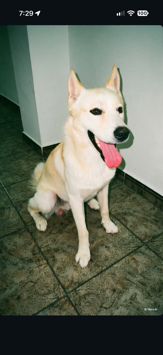 heroesde4patas's tweet photo. 🐶 MILO BUSCA FAMILIA 🏡

📅 Nacido el 11/10/2025, Milo necesita un nuevo hogar porque su dueño se ha ido a vivir fuera y no puede llevarlo consigo.

📍 Almería
📞 640 520 093

💙 ¿Nos ayudas a encontrarle una familia? ¡Difunde para que Milo encuentre el hogar que merece! 🐾 https://t.co/69YwBHY2pi