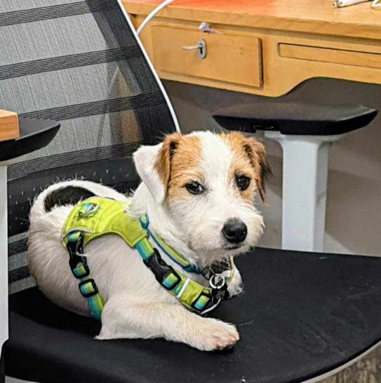 millypod1's tweet photo. 🆘18 OCT 2026 #Lost Beans #ScanMe
YOUNG Jack Russell Terrier Male #PUPPY
Richmond Park - Near Isabella Plantation #KT2
#KingstonUponThames #GreaterLondon
https://t.co/EGcb5bKw45 https://t.co/RRa9ADw3fs