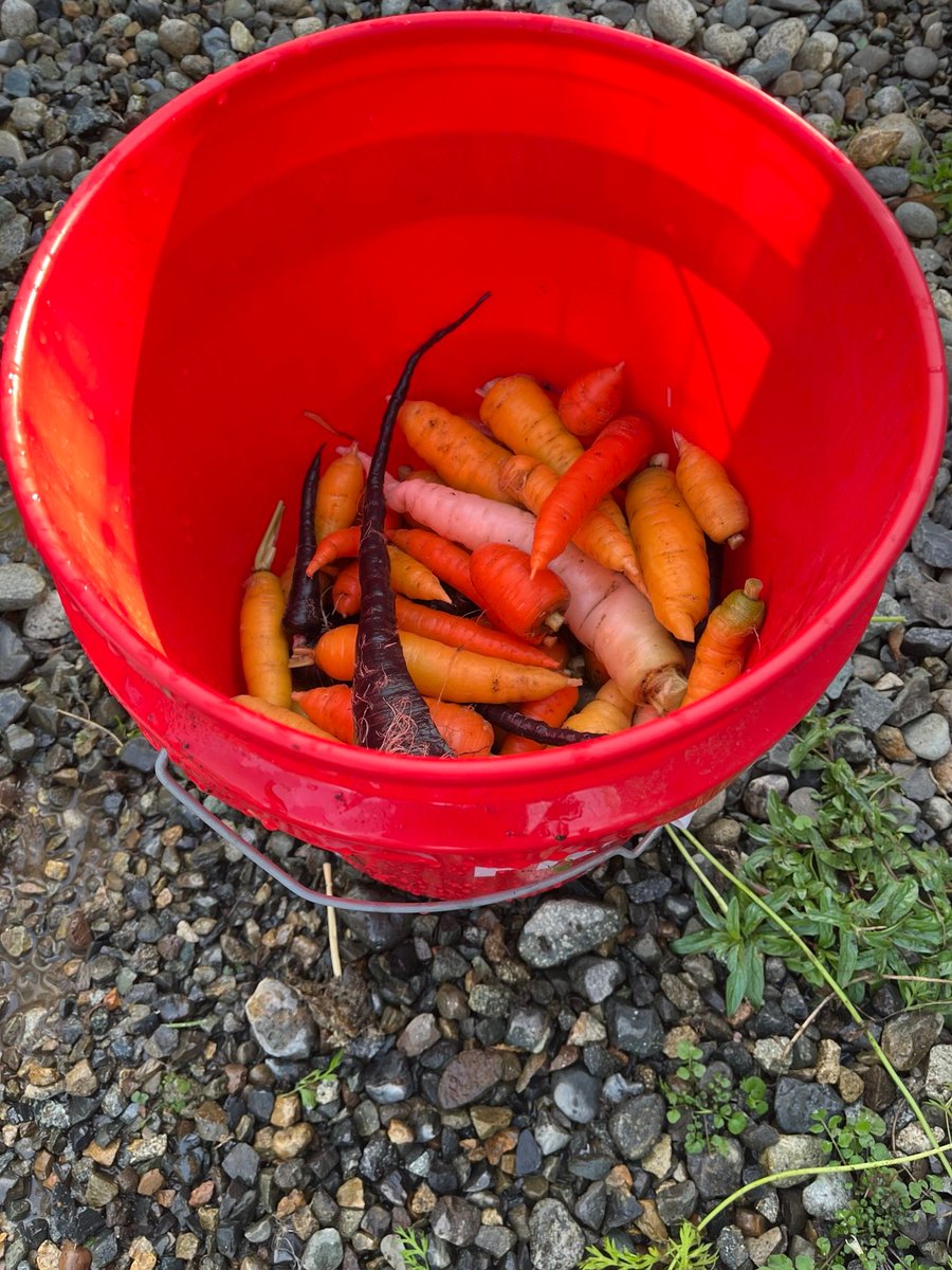 SysAdminDrew's tweet photo. Pickled carrots over the weekend with garlic, caraway, and dill! Should be excellent for roasting during the holidays. https://t.co/ZUnFhRwtFP