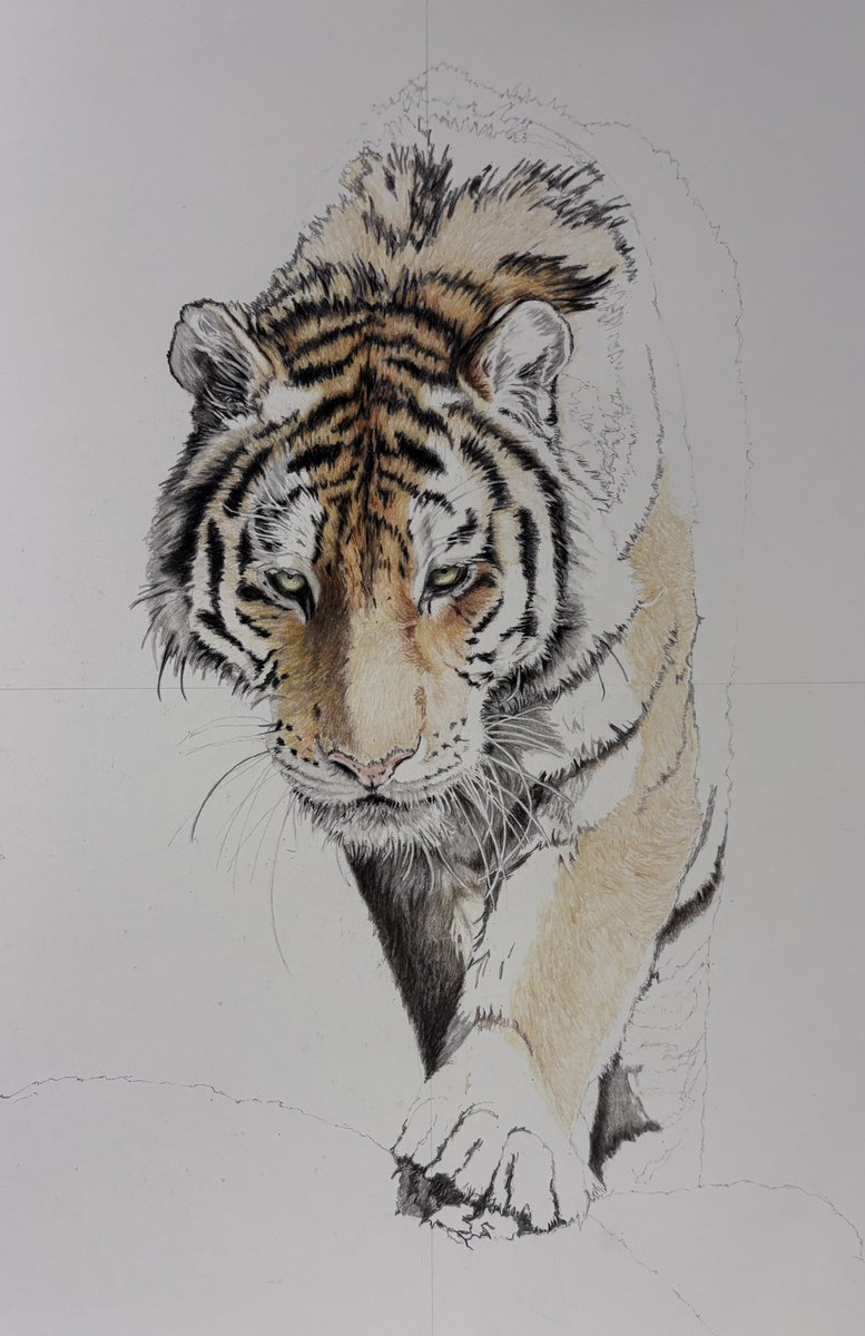 Davidjsalter's tweet photo. Continuing to make slow progress on the tiger drawing.  He’s starting to get a real weight to him I think 

From a ref pic by Paul Fine https://t.co/cxSMKOUqB6