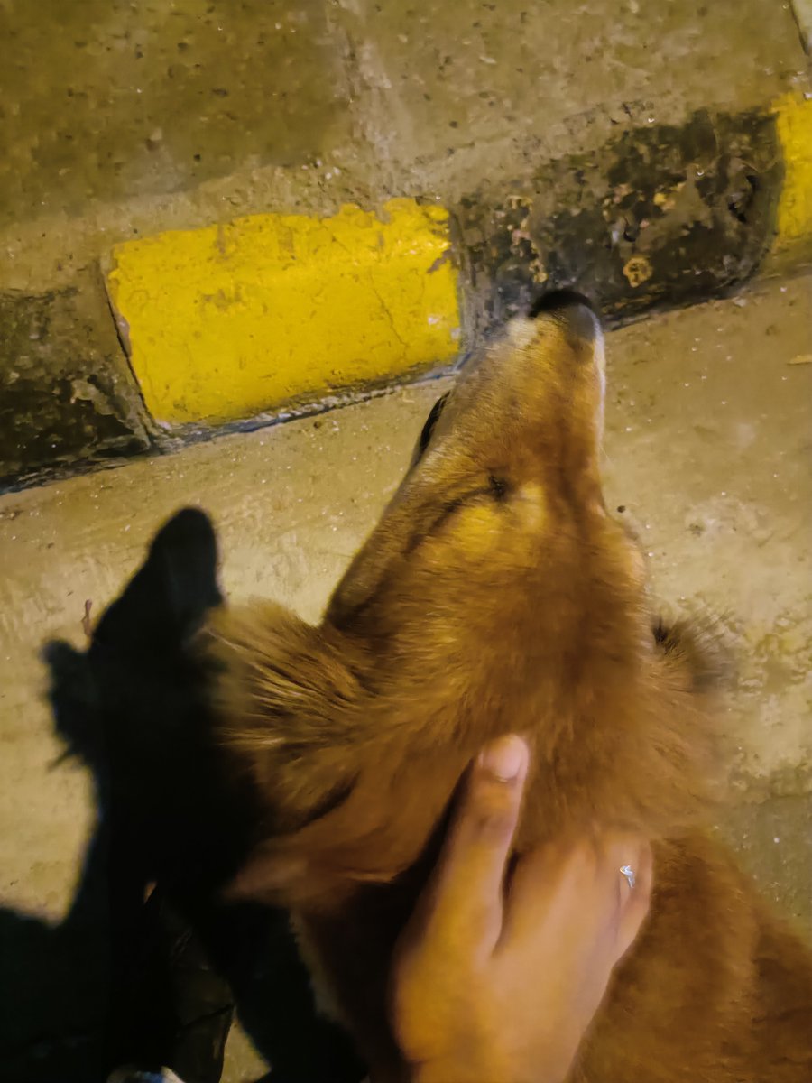 singhgautamm's tweet photo. Met this chonkmaster on my run today ✨ https://t.co/pHh6NvnUdV