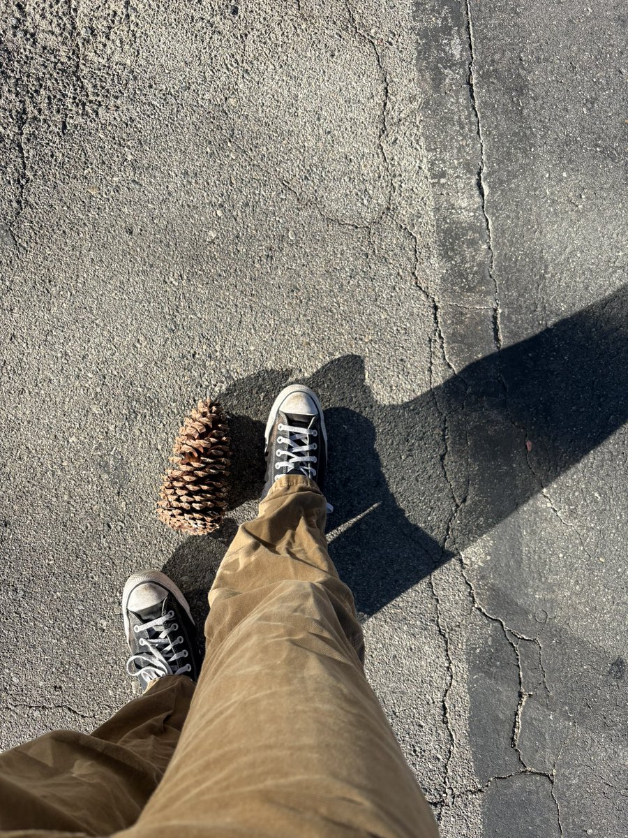 salamithegreat's tweet photo. found a really big pine cone the other day. i don’t think things will ever be the same https://t.co/KLDWsQhWhj