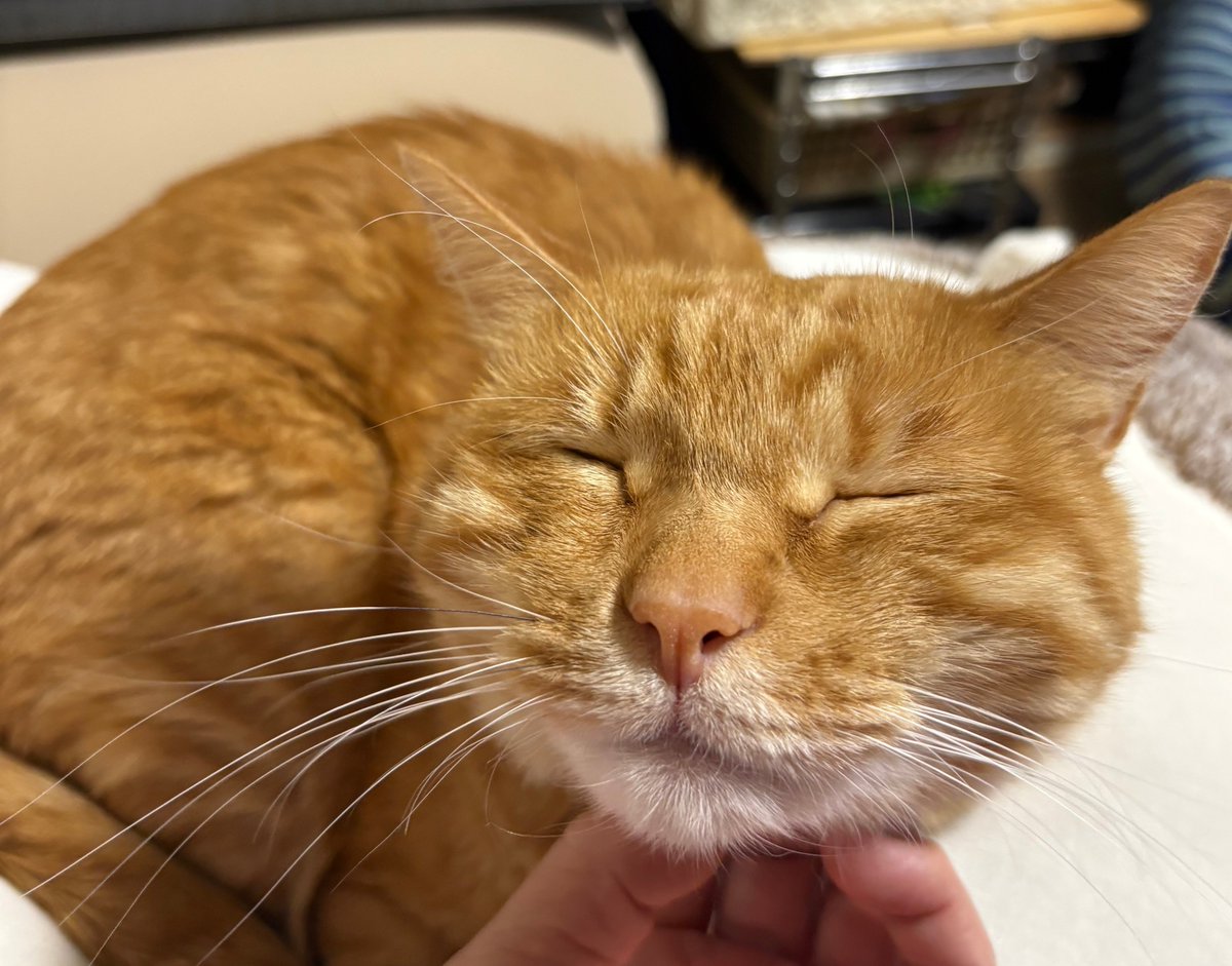 iya_slowlife's tweet photo. 1289日目
うりうり
#いやーの朝猫 https://t.co/CPaIv3yb4P