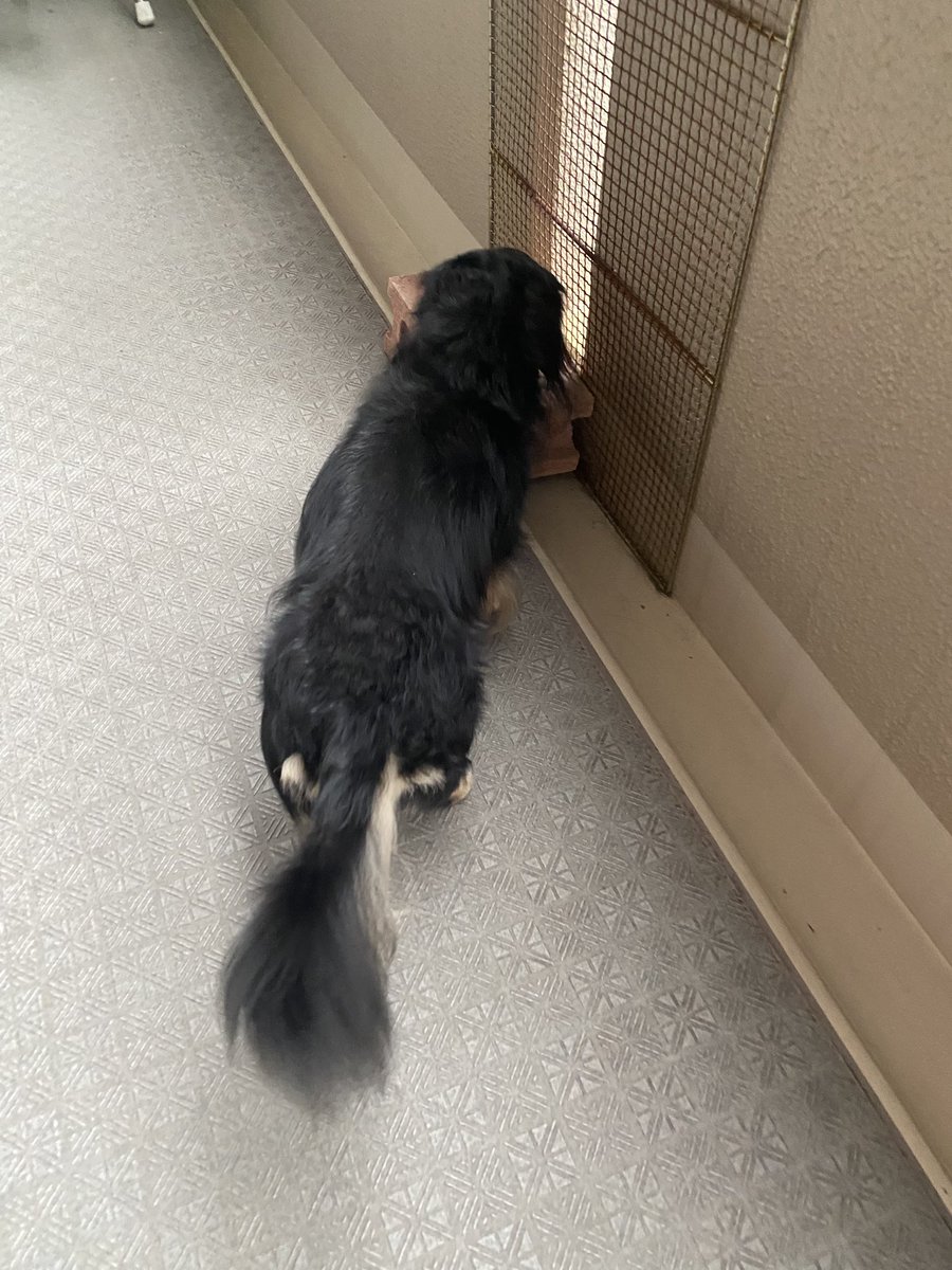 ankoemi's tweet photo. おはようございます☂️࿆⦁ﾟ

明日も雨かなぁ…

オーデコロンミントの
お花が咲いてるよ✨️

穏やかな火曜日に
なりますように･.｡*･.｡*

 #イマソラ  #ミニチュアダックス  #わんこ  #写真  #オーデコロンミント  #お花 https://t.co/KO1pWrLPA6