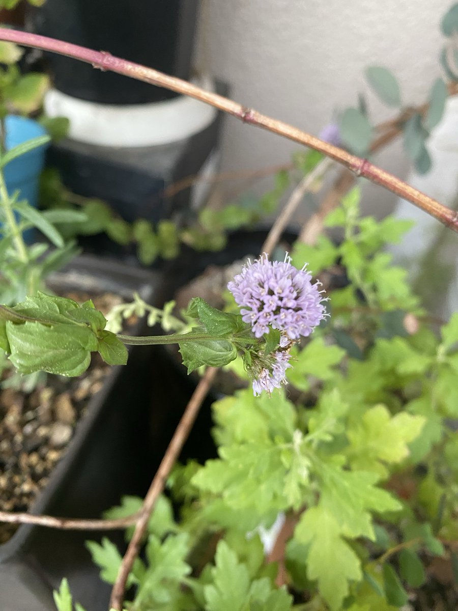 ankoemi's tweet photo. おはようございます☂️࿆⦁ﾟ

明日も雨かなぁ…

オーデコロンミントの
お花が咲いてるよ✨️

穏やかな火曜日に
なりますように･.｡*･.｡*

 #イマソラ  #ミニチュアダックス  #わんこ  #写真  #オーデコロンミント  #お花 https://t.co/KO1pWrLPA6