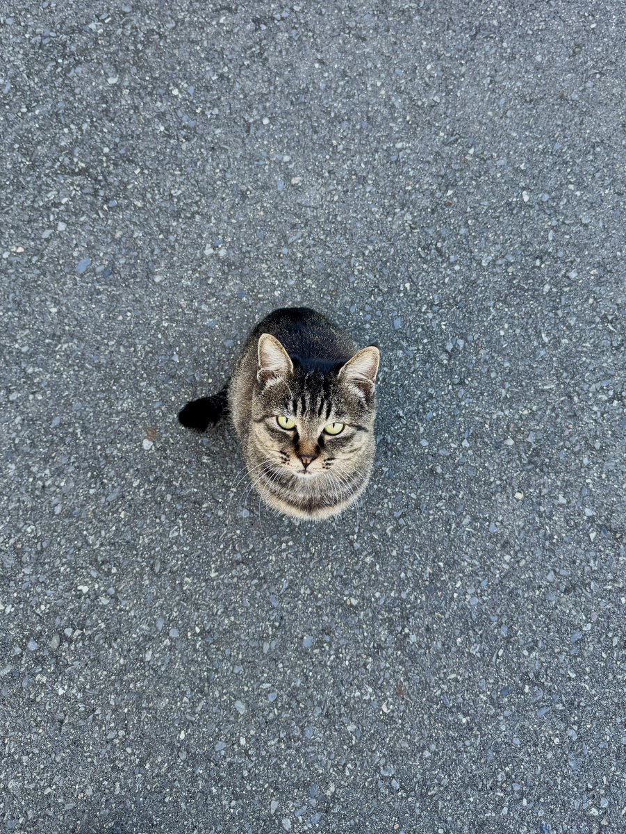 TashiroShokudo's tweet photo. 令和八年10/20（火）
そんな真っ直ぐな目で見つめられると困っちゃう🤣
写真で一言の大喜利に使えそうな一枚📸

今日は生憎の空模様ですね☔😩食堂は本日店長不在のため大変申し訳ありませんが臨時休業となります🙏

ご不便おかけいたしますがよろしくお願いいたします🙇

#田代島
#田代食堂 https://t.co/zuwG6DZ0w2