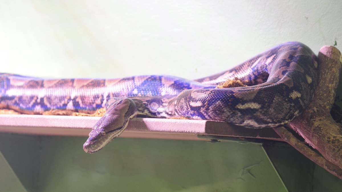 cliche_mist's tweet photo. Wally, today at @assiniboinezoo #ReticulatedPython #NikonD700 #NikonPhotography https://t.co/9YOi2Ch4sn