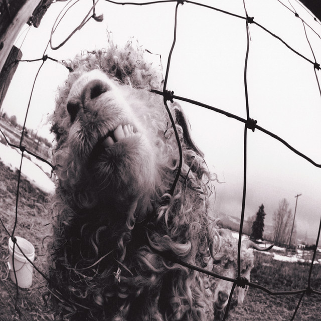 ThatEricAlper's tweet photo. On this day in 1993, Pearl Jam released ‘Vs.’ Featuring “Daughter,” “Go” and “Elderly Woman Behind the Counter in a Small Town,” it sold 950,000 copies in its first 5 days, setting a SoundScan record. https://t.co/Gri09vYEsk