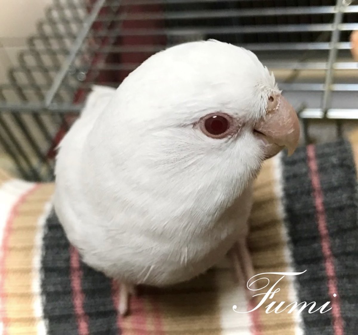 MintE56's tweet photo. うちは古い物件のせいか、あまり窓開けないのに、どこからか よくちっちゃいクモが入ってきて、いつの間にか、部屋の隅とかに糸張ってるんですが😂

しろたん先日、部屋の隅で遊んでる時に、クチバシに そのクモの糸がついちゃったみたいで
「何これ⁉️ 気持ち悪い〜  こすりつけても取れない〜」と→ https://t.co/RrXUq8WQ1a