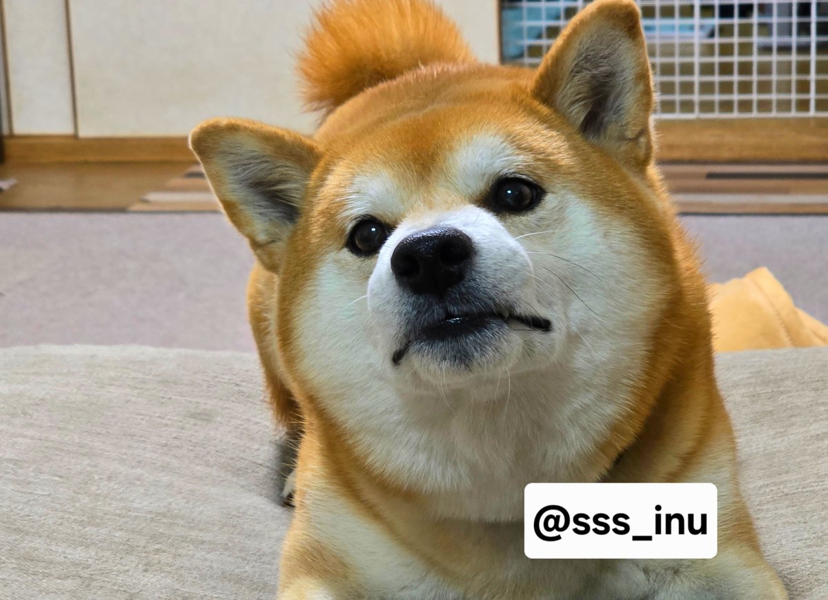 sss_inu's tweet photo. おはよ～～👀✨ https://t.co/rM234JHxRd
