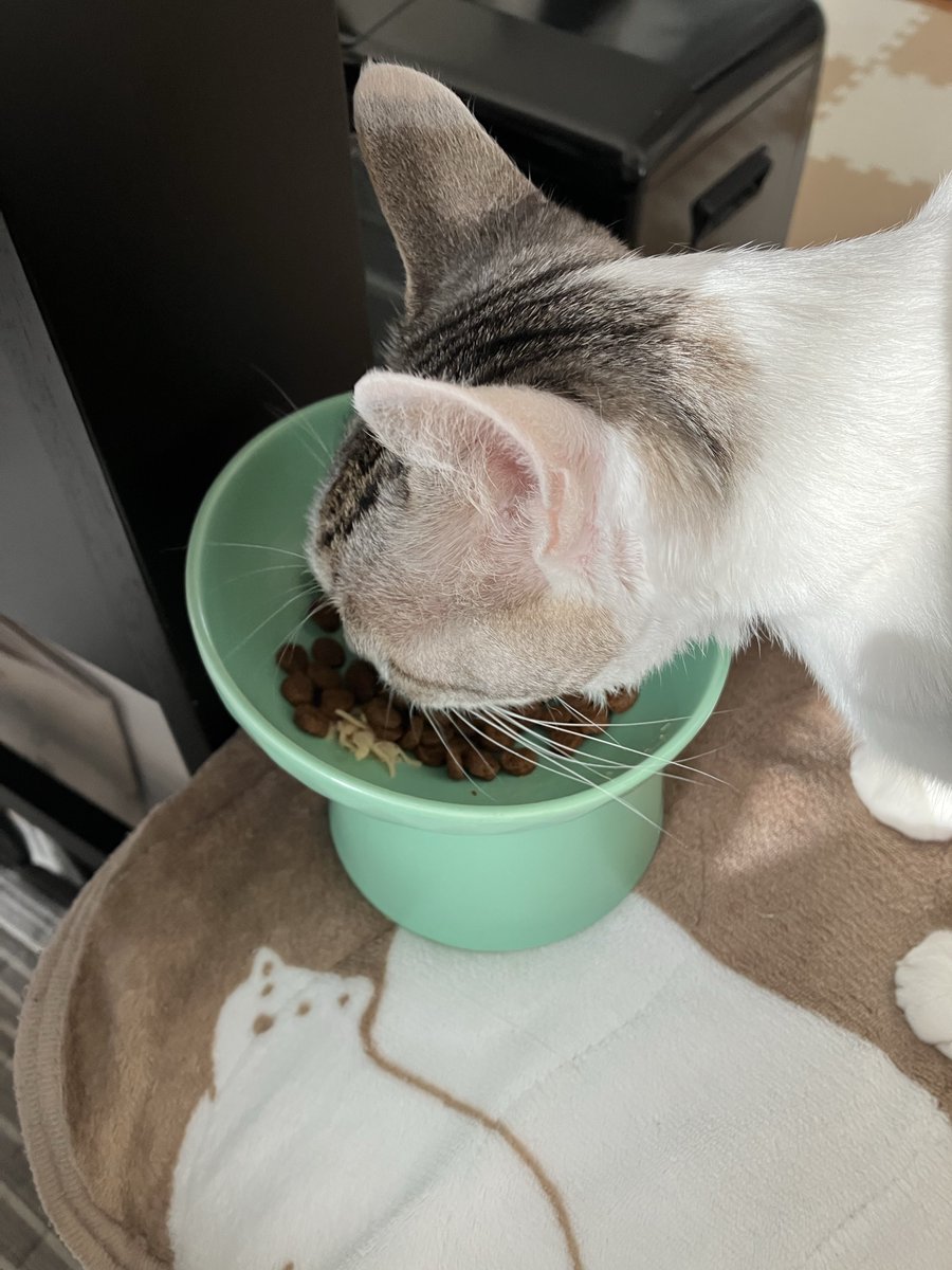 Muginjo2's tweet photo. 今日のにゃんこ🐾
おはようございます♪
今朝もしっかりご飯を食べています🐈
#にゃんこ #猫好き #むぎ #白キジ #ご飯食べる猫 https://t.co/3ydDQbtDAJ