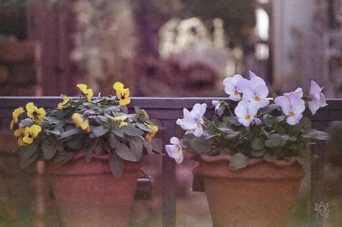 Laxmi777's tweet photo. おはよ。
秋の土用の入りかよ。

KMZ Zenit-S  1959USSR
Industar-50 50/3.5
Fuji SUPER400 期限切れフィルム
#film #filmphotography #filmcamera #チャンプカメラ #フィルム写真 #フィルムカメラ https://t.co/7Uughx5p6l
