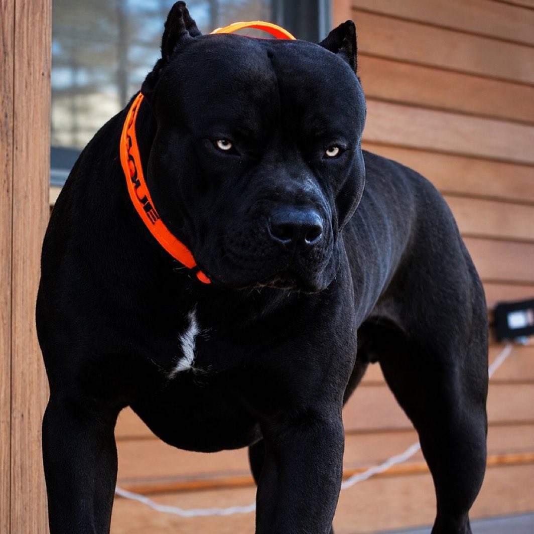 Excellentsalvic's tweet photo. What would you name this dog? https://t.co/v5d8Hwhem6
