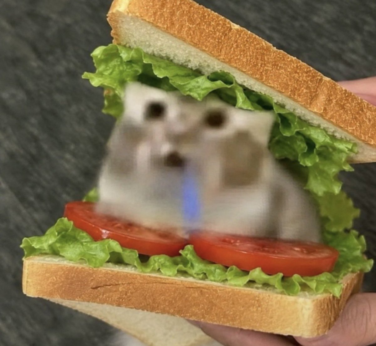 Animejyrx's tweet photo. @SolJakey Want a sammich??! https://t.co/XD44vcsRYd
