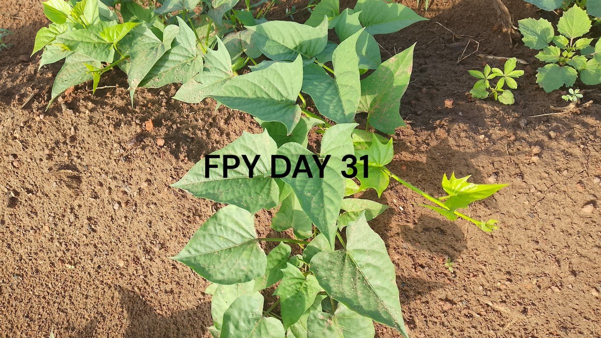 SamzySings's tweet photo. FPY DAY 31:

Not Monday proving that it has no joy at all, because yesterday was a lottttt.
I have to get hat and water bottle because I have got to find a way to regulate this heat.
Anyways, it was finally my groups turn to be assigned a maize plot and weeding began. https://t.co/Hb7YtcJMOl