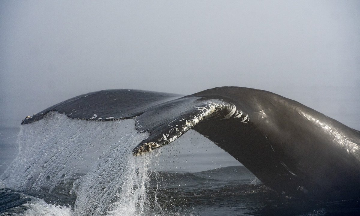 connectmnetwork's tweet photo. A humpback whale has been struck by a #BCFerries vessel in waters near Metro Vancouver.
Fisheries and Oceans Canada says in an email that they were alerted to the collision on Sunday, when the Queen of Surrey reportedly struck the whale near Keats and Grace islands in Howe Sound. https://t.co/c4r1IoRQKQ