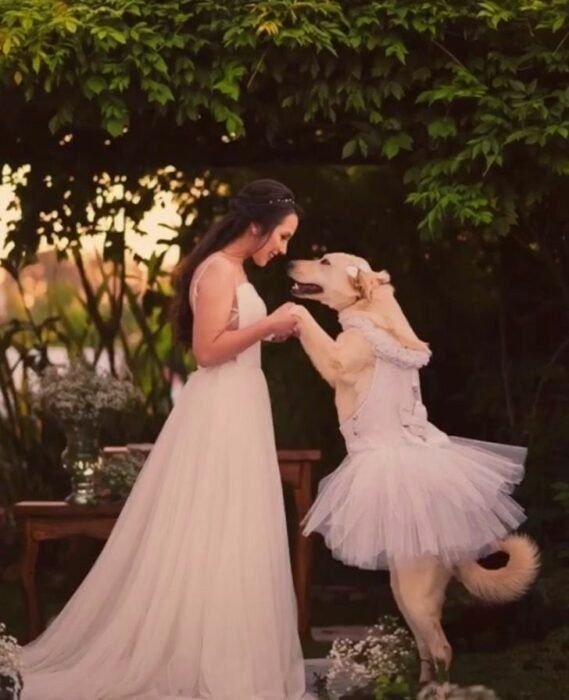 thoizumi's tweet photo. quando alguém fala que tem "humor quebrado" mas tipo, isso eh a coisa que MAIS ME FAZ RIR do mundo inteiro KKKKKKKKKKKK PQ BOTARAM VESTIDO NA CACHORRA KKKKKKKKKKKKKKKKKK VSFRRRRRRRRRR https://t.co/LtxvjO7SeS