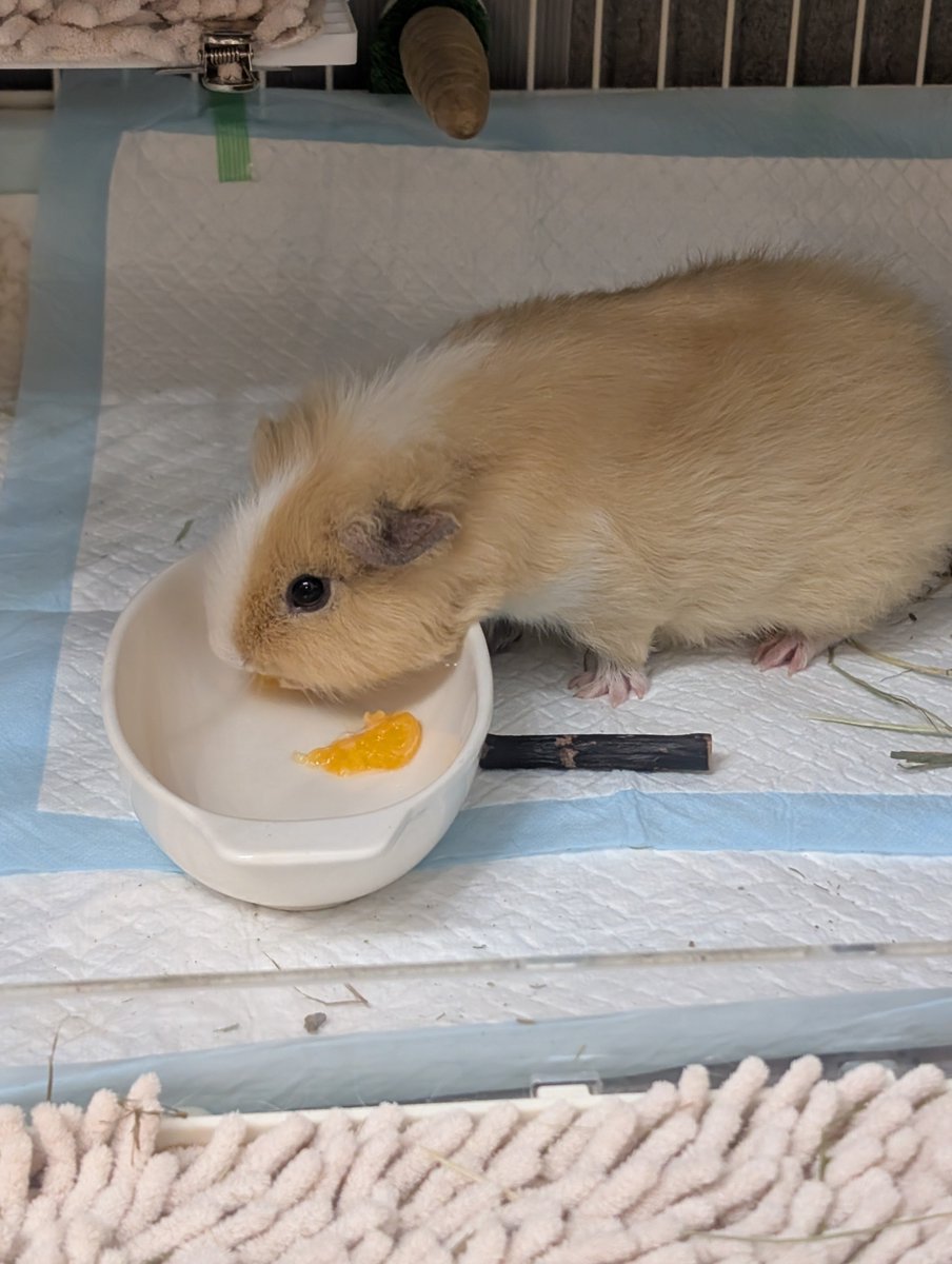 salt_crema's tweet photo. 初みかん🍊おいちいね☺️ https://t.co/gEkL83ziEe