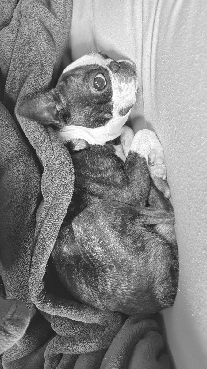 dyki's tweet photo. ぁまぇるちょくぜんの男😏
#bostonterrier #instadog #ボストンテリア #ボステリ #bostonterrierlovers https://t.co/S8OdwwLCB3
