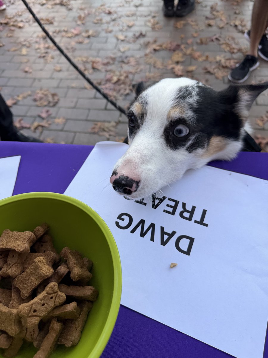 UWContinuum's tweet photo. 🐾 Thanks for making the Alaska Airlines #DawgDash a tail-wagging success! We had a paw-some day soaking up the fresh autumn air, meeting new furry friends, and supporting the Husky community with @UWalum! 💜 https://t.co/pbwSd1SUSd