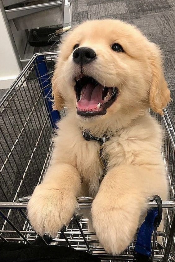 alana00's tweet photo. rate this puppy smile from 1 to ​10 🐶🤍 https://t.co/LkQjWgFWJG
