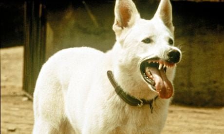 menga213's tweet photo. @tsubakiharayuya @takaichi_sanae What we need is white dogs 🐕 like they had them in the good old days. https://t.co/VnlRlWf94C