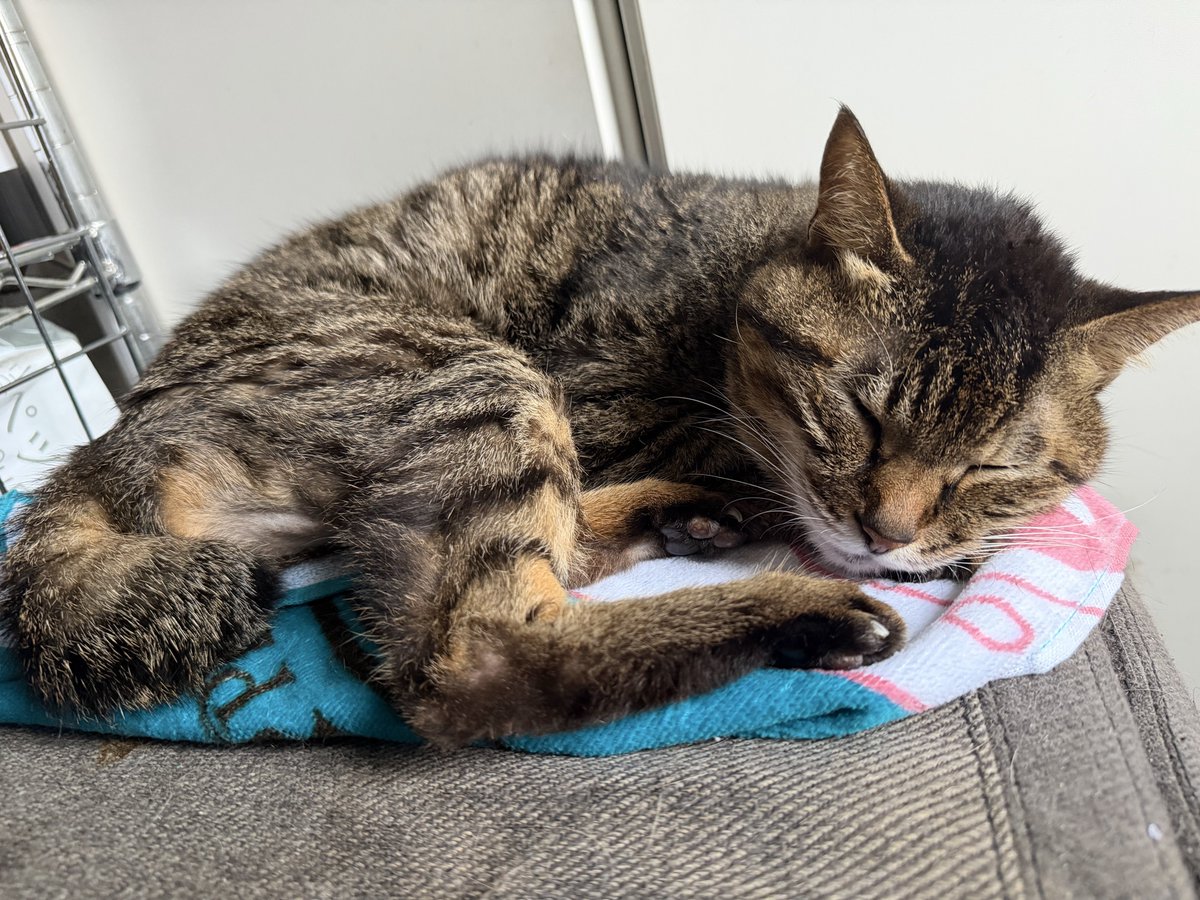 BlocksBricks1's tweet photo. 天気悪い寝😴 https://t.co/C7ergHXYJU