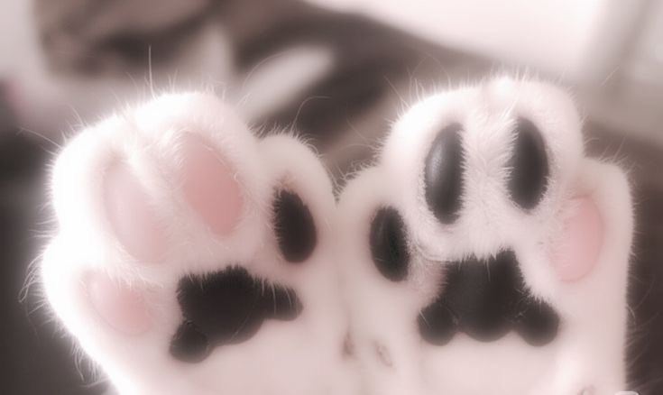 softalliecat_'s tweet photo. oh my god! i just got home from work and so many of you guys have dm’d me and followed me and reached out! 

please give me some time to respond to all of youuu! i love you all~ MWAH ( •◡-)-♡ https://t.co/Ei218k6Ycm