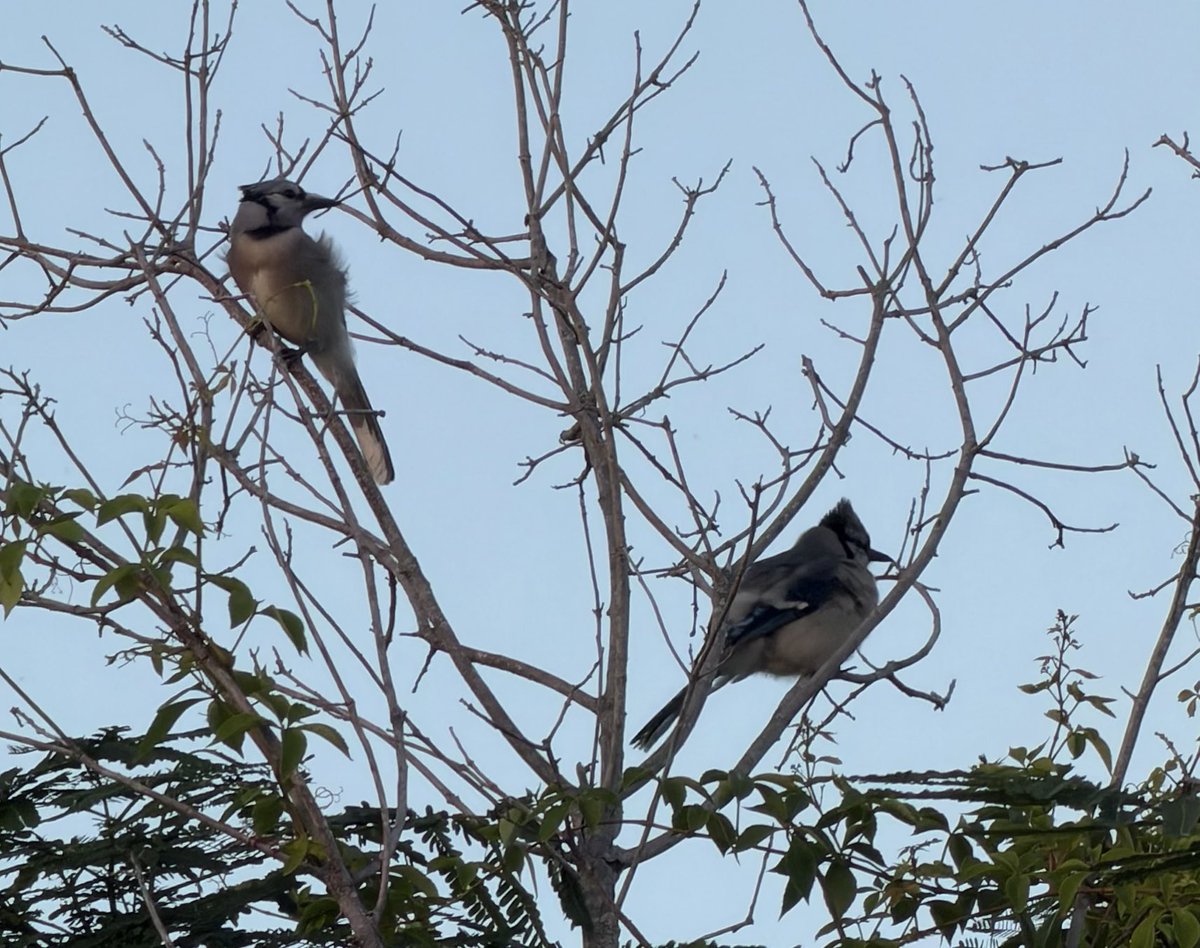 frogkenny's tweet photo. blue jay? two jay https://t.co/ZFVRfxbqaU
