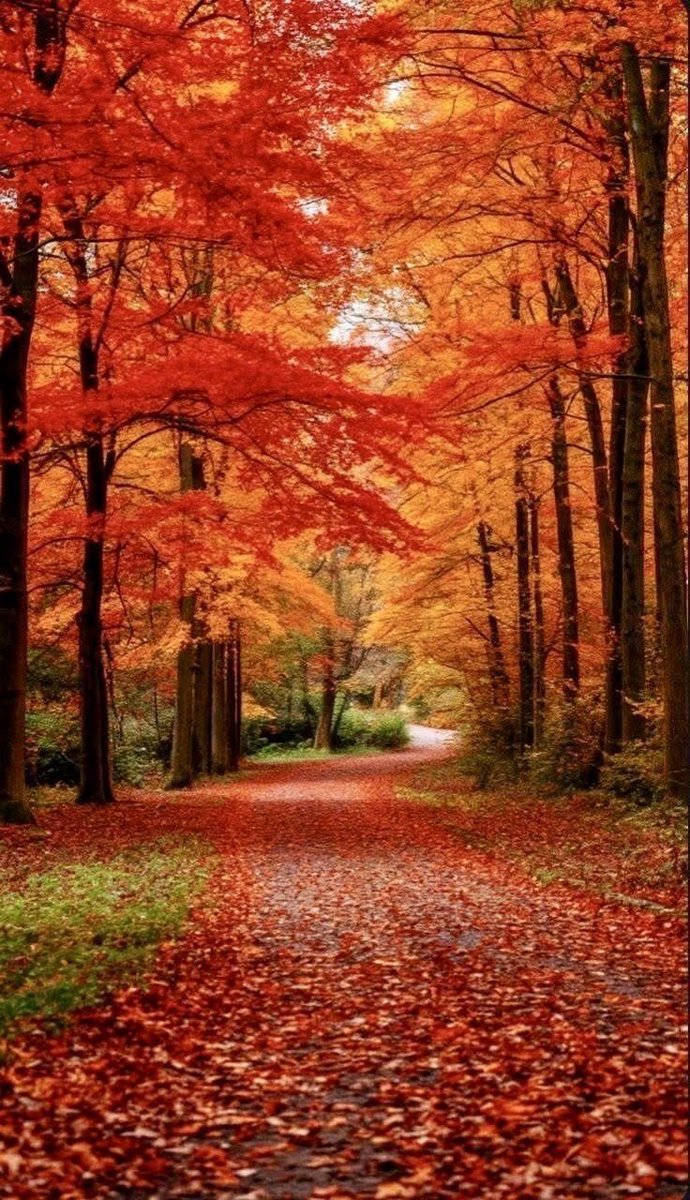 meh_thinks's tweet photo. Autumn Vibes! 🍂 https://t.co/QT5XCfqaXt