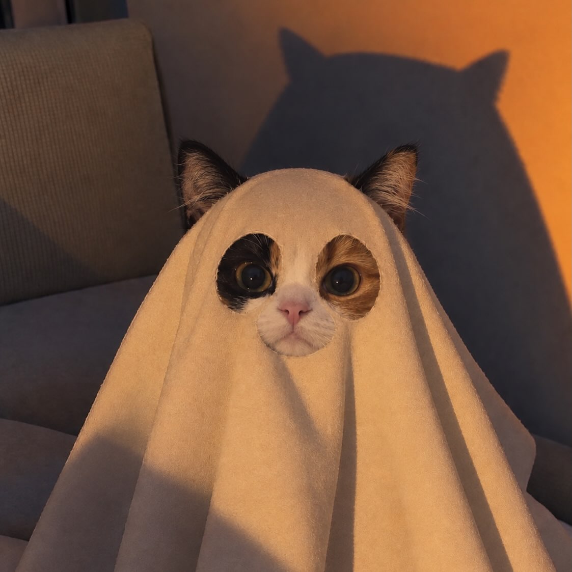 FunAnimalX tweet picture