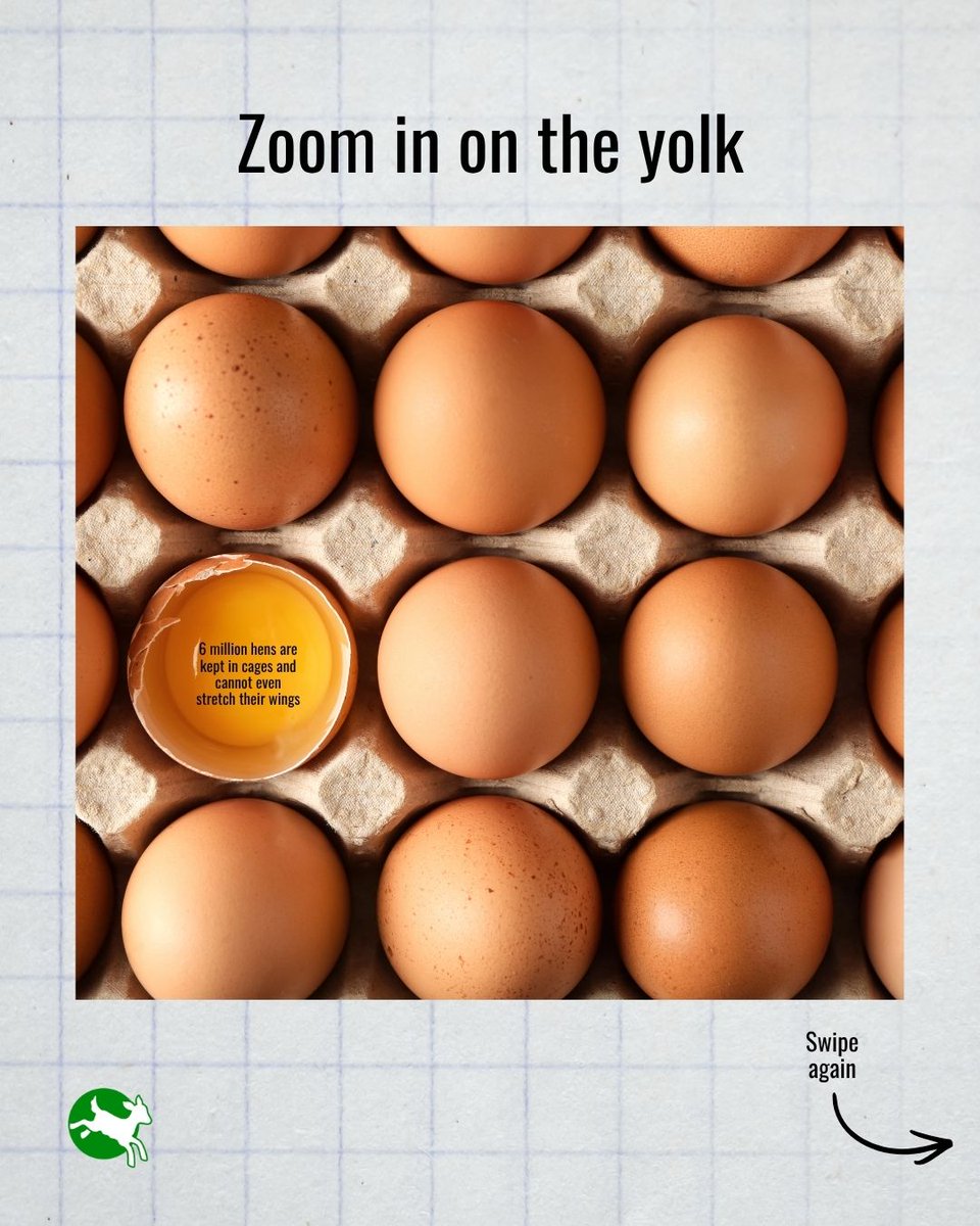 ciwf's tweet photo. 🐔 Behind every egg is a hen.

Millions of hens across the UK spend their lives in cages, unable to properly dustbathe, forage or explore. They deserve better.

✍️ Tell the UK Government to release the consultation on cages: https://t.co/Dkcl4uMAot 

#EndTheCageAge https://t.co/PaTdnqerCf