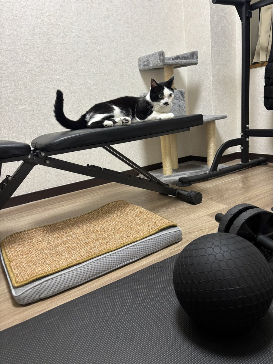 Jp42T's tweet photo. パーソナルトレーナー🐈 https://t.co/siLaa0fnsx