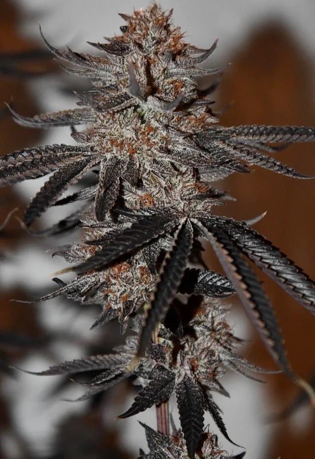 Fingalbuds's tweet photo. White Tiger 🐯
Random seed from Ziplock, Cheetah Piss x White Truffle.
I just roll with whatever comes through. Every strain’s a hit, never disappoints. Soaked in grow knowledge, but mostly just vibin’ with random filth and wild flavors. 🔥 https://t.co/NMLZd8zgo2