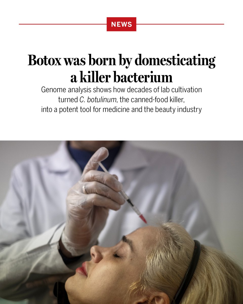 NewsfromScience's tweet photo. A lavish 1919 dinner party that ended up killing five people. An attempt to save the canning industry in the 1920s. A World War II biological weapons program and a CIA plot against Fidel Castro. A cosmetic product, best known as Botox, that erases facial wrinkles and exploded into a multibillion-dollar business.

A new analysis of more than 1000 bacterial genomes connects these disparate episodes in U.S. history in a piece of microbiological detective work. Detailed in a new paper, the study shows how scientists unwittingly triggered the evolution of a dangerous bacterium into one with major medical and commercial advantages.

Learn more: https://t.co/6xn3hUJnqF