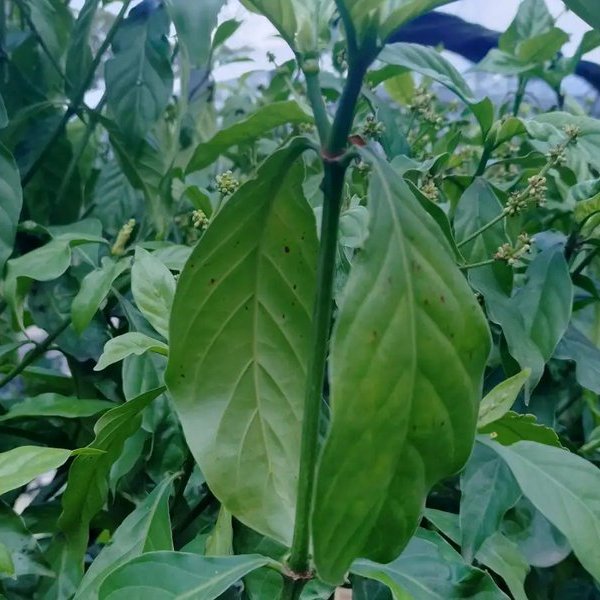 SciNatureNews's tweet photo. 🚨: Scientists engineer tobacco plant to produce 5 psychedelic compounds in medical breakthrough  

DMT, Psilocybin, Psilocin, 5‑MeO‑DMT &amp; Bufotenin. Five psychedelics, one plant. https://t.co/yQsFhcKZNV