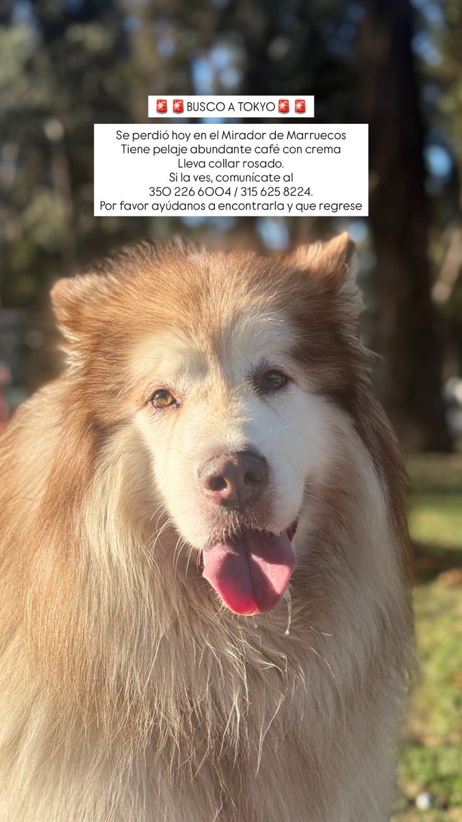 un_usuariodesto's tweet photo. amigos, hoy por mi, mañana por ustedes, mi mascota se la llevaron, ella suele siempre hacer caso,  porfavor ayúdenme con un RT.

tiene un collar rosado con mi número de teléfono, se llama tokyo y es una alaska malamute. https://t.co/OufjYXbexh