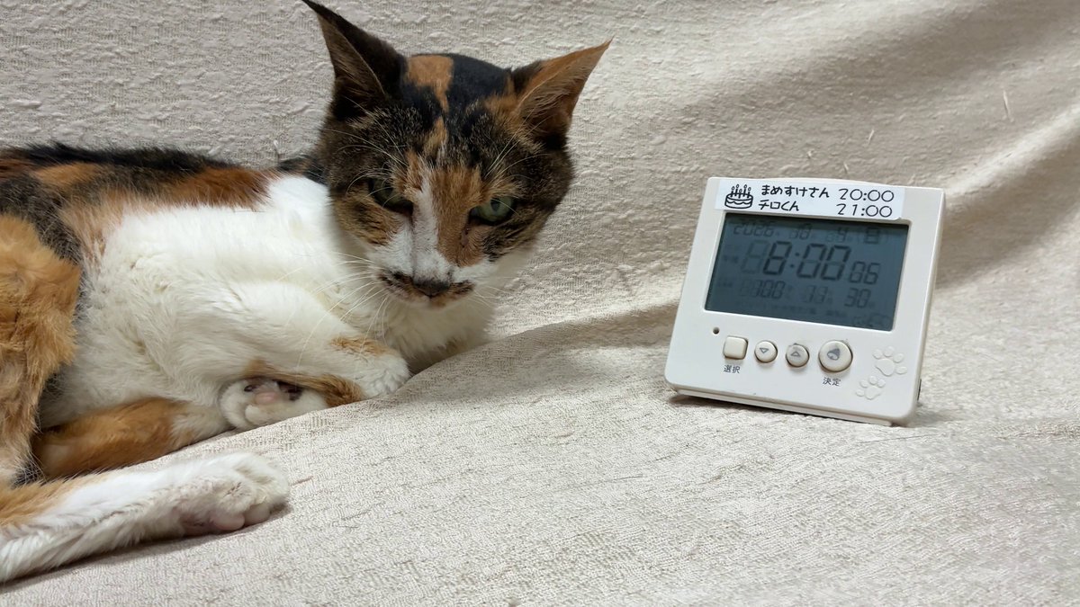 suepy001's tweet photo. まめすけさん、本日午前2時0分頃、21年と3ヶ月16日のにゃん生を全うし、旅立ちました
人間年齢換算101歳1ヶ月29日でした

16日に私が検査入院して以降食事をしなくなって、病院にも2回行きましたが好転せずでした
来月、私が手術から3ヶ月の入院生活になるのを気遣って私がいる間に逝ってくれたんだと思います
親思いのいい子です

数年前から耳が遠くなり、最近はほぼ聞こえていませんでした
加えて、ここ数日はおそらく目も見えなくなっていたのではないかと思われ、覚悟はしていました
それでも、もっとなにか出来たのではないかと後悔しきりですが、大往生だったと思うことにします

写真は、
1枚目　先週土曜日（10月17日）
2枚目、3枚目　2005年9月の保護直後
4枚目　人間年齢換算101歳のハッピーバーズデー（10月4日）
です

食事をしなくなって以降、コメントなどで応援していただいた方、フォロワーの皆様、うちの子たちを見ていただいていた方、ありがとうございました
今日の夕方、お空に返します

#まめすけさん（2005年7月4日生）#三毛猫 
#猫がいる生活 #猫好きさんと繋がりたい #猫のいる幸せ #ねこかわいいね