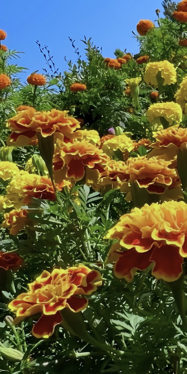 teto_yuka's tweet photo. ・
秋晴れ☀️と団体マリー🏵️

みんな元気いっぱい🈵

#FlowerPhotography https://t.co/bYtsQVphe1