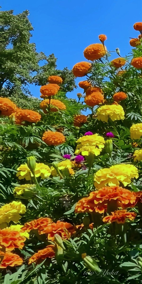 teto_yuka's tweet photo. ・
秋晴れ☀️と団体マリー🏵️

みんな元気いっぱい🈵

#FlowerPhotography https://t.co/bYtsQVphe1