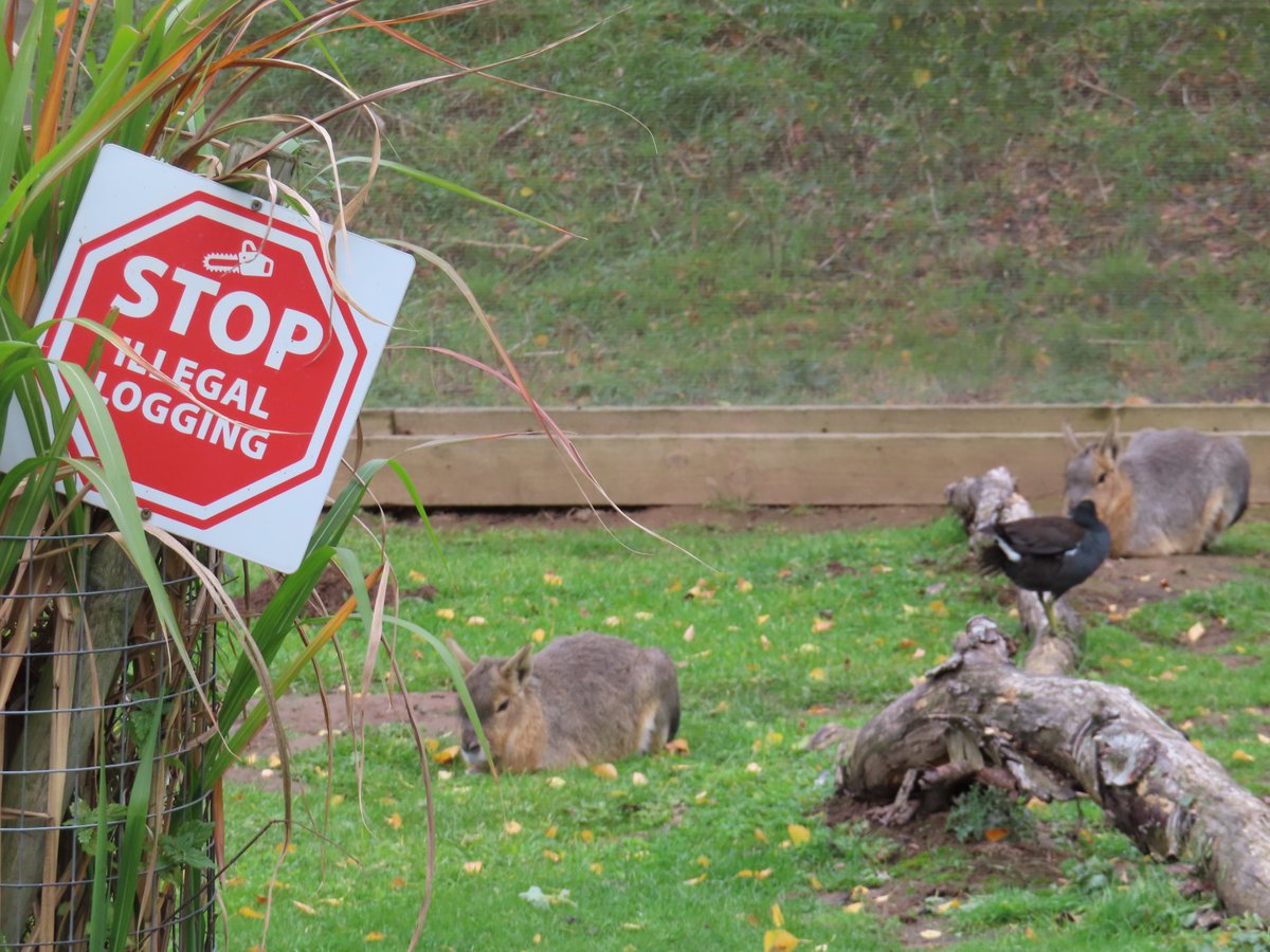 knittedknobs's tweet photo. disappointed to see that these fellas are still logging  #goingtothezoo #lognessmonster #wheresbilloddie https://t.co/Nzkyy2DTU6