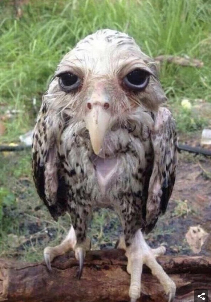 gohugolgo's tweet photo. He’s literally this wet owl https://t.co/8oIpQ8lFBn