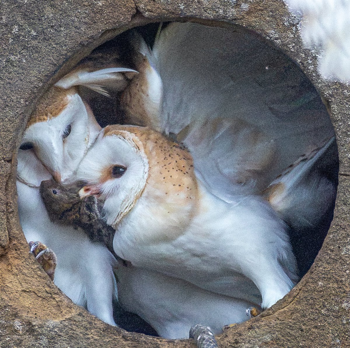 sjoneswildlife's tweet photo. Dropped off https://t.co/fvBvSCgxw4