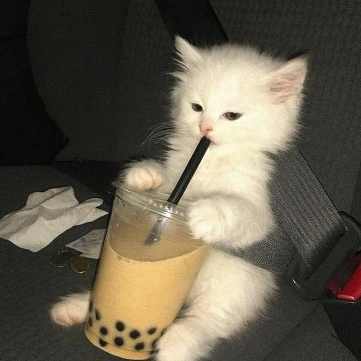 mgcmeows's tweet photo. https://t.co/4DfzjeET3E