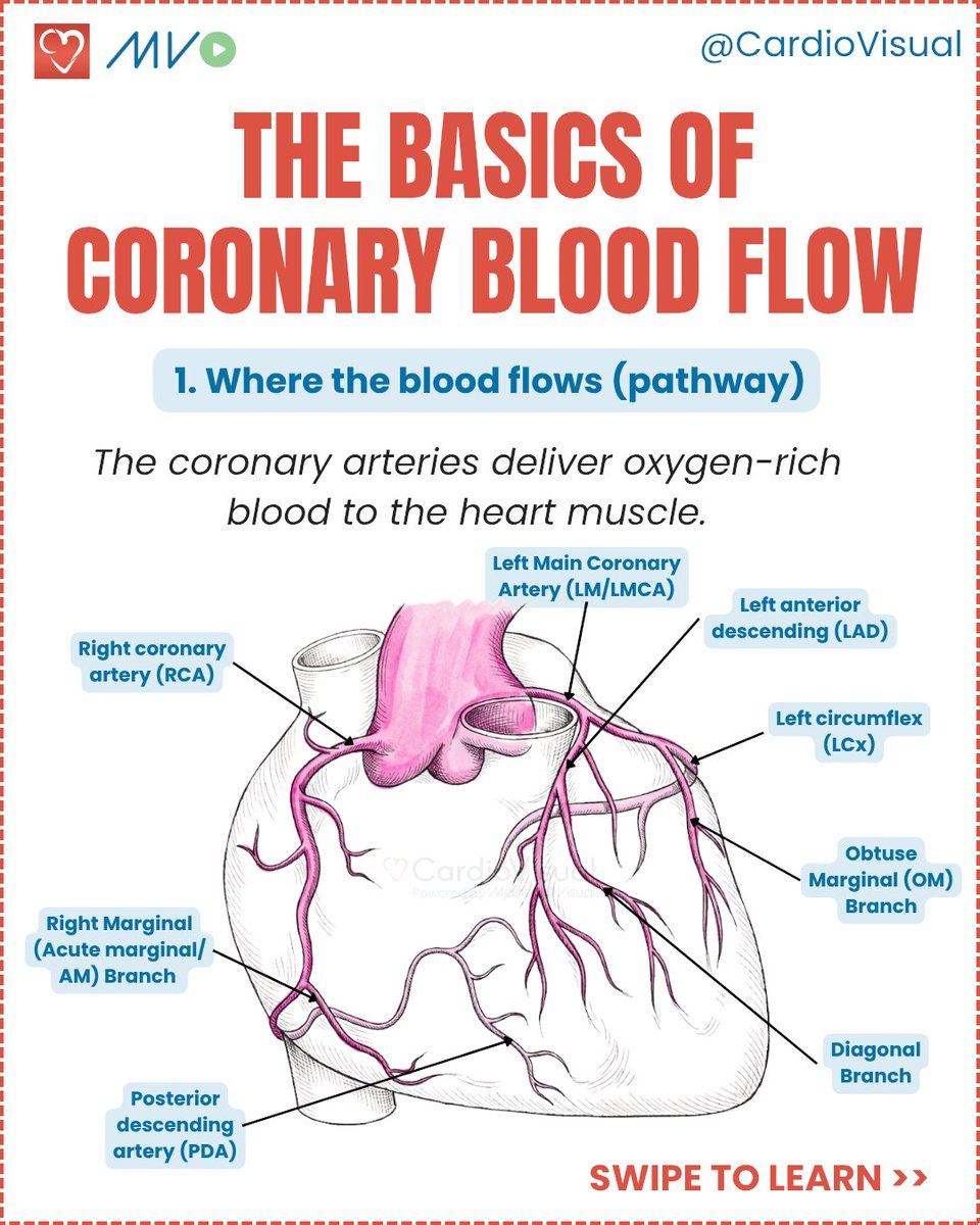 CardioVisualApp's tweet photo. 🫀 The heart works nonstop, but how does it keep itself supplied with blood?

Save it for your next rotation 📌

Follow @CardioVisual for more cardiology made simple.

#Cardiology #CoronaryArteries #CardiacPhysiology #Ischemia #MedEd #MedStudent #CardiologyFellow #FOAMed https://t.co/nm2I47fhY7