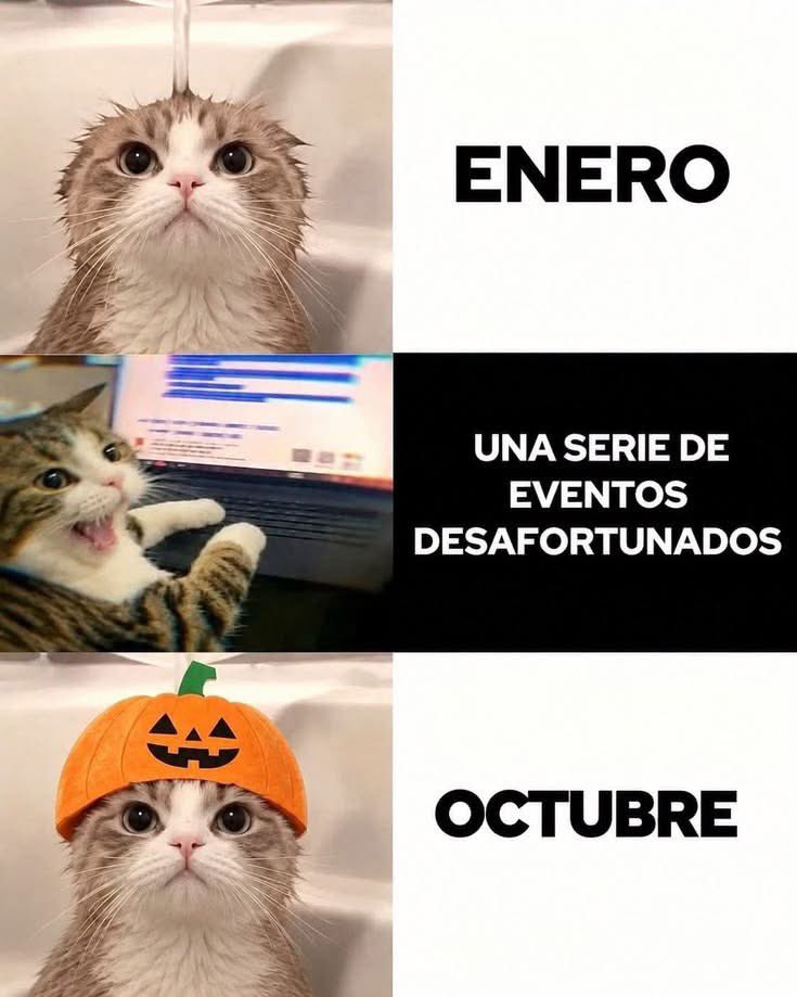 lausaysmeow's tweet photo. Al menos ya se acerca el Halloween. 🎃 https://t.co/l1Reoa1ptP