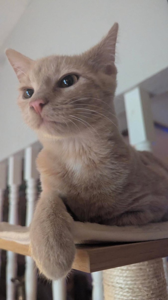 UmimwaVT's tweet photo. my cat is telling you to commission me so i can get my new design..cant say no to his cute face !! :3 🫧 https://t.co/5D1iaSLDWK