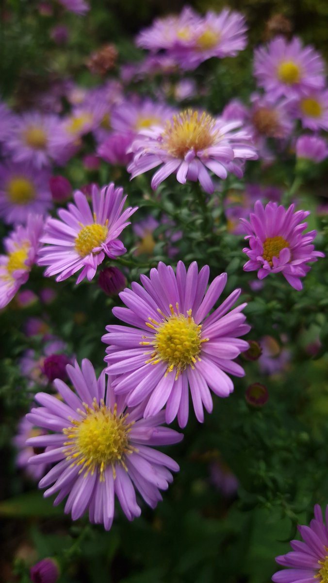 LotteTruelsen's tweet photo. Oh no! We had a touch of frost last night 😱 
It's too early! 

This pretty Asters, I savede from a garden near by, which has now been totaly "destroyed" as a new house is getting build on the ground. I wish I had taken the whole plant 🤷‍♀️😃 https://t.co/PwHoaU34rB